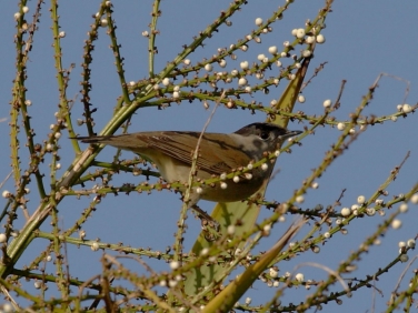Blackcap (Sylvia atricapilla)