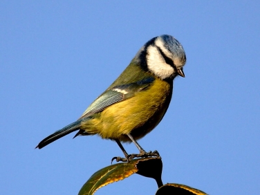 Blue Tit (Cyanistes caeruleus)