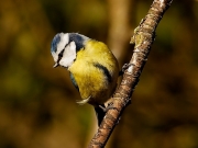 Blue Tit (Cyanistes caeruleus)