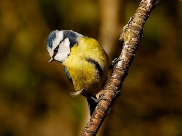 Blue Tit (Cyanistes caeruleus)