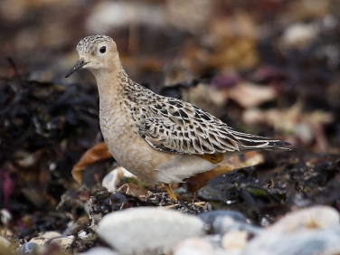 Buff-breasted Sandpiper (Tryngites subruficollis)
