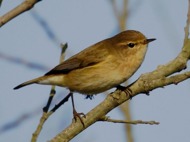 Chiffchaff (Phylloscopus collybita)