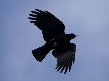 Chough (Pyrrhocorax pyrrhocorax)