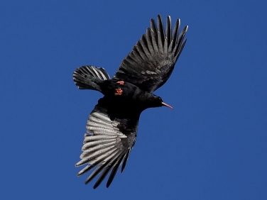 Chough (Pyrrhocorax pyrrhocorax)