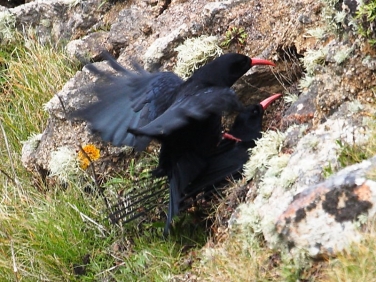 Chough (Pyrrhocorax pyrrhocorax)