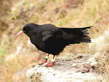 Chough (Pyrrhocorax pyrrhocorax)