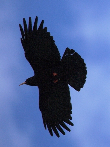 Chough (Pyrrhocorax pyrrhocorax) in Cornwall