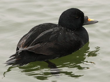 Common Scoter (Melanitta nigra) - drake - a British diving duck