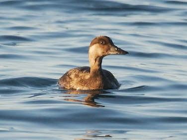 Common Scoter (Melanitta nigra) - female - a British diving duck