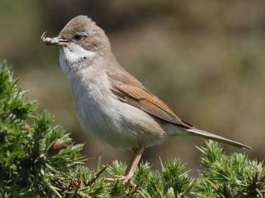 Whitethroat (Sylvia communis)