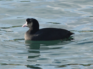 Coot (Fulica atra) with abnormal head