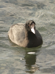 Coot (Fulica atra) with abnormal head