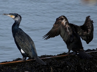 Cormorant (Phalacrocorax carbo)