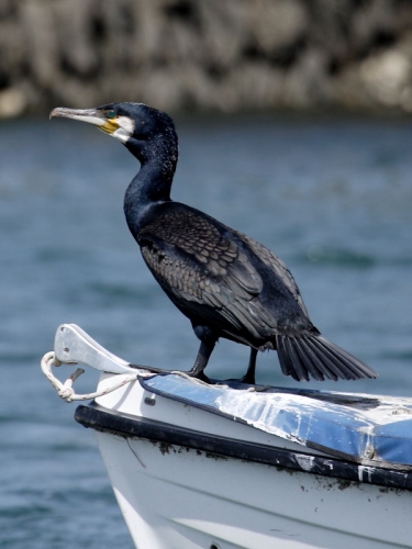 Cormorant (Phalacrocorax carbo)