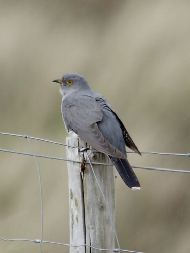 Cuckoo (Cuculus canorus)