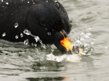 Common Scoter (Melanitta nigra) - drake feeding-on-bread