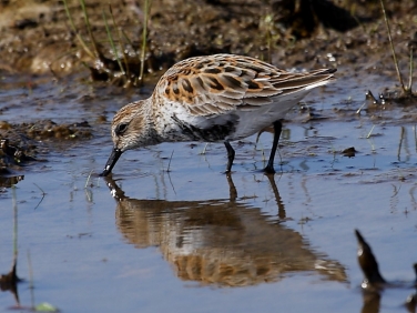 Dunlin (Calidris alpina)