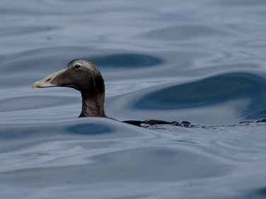 Eider (Somateria mollissima) - male in eclispe