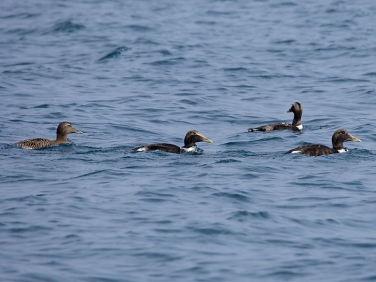 Eider (Somateria mollissima)