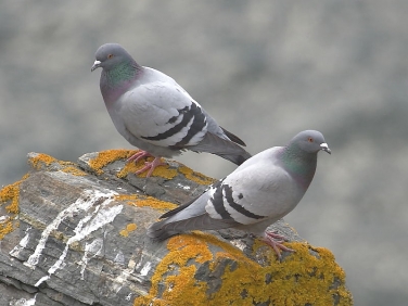 feral pigeon