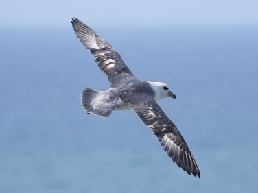 Fulmar (Fulmarus glacialis)