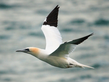 Gannet (Morus bassanus)