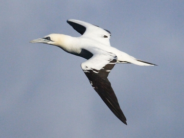 Gannet (Morus bassanus)