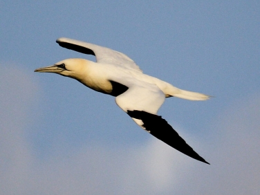 Gannet (Morus bassanus)