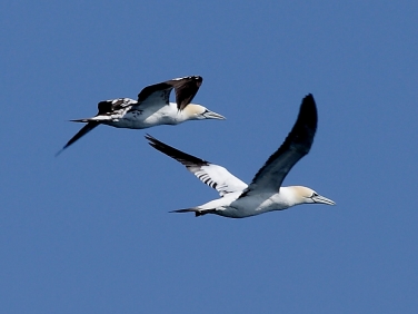 Gannet (Morus bassanus)