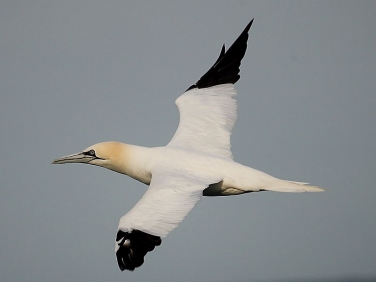 Gannet (Morus bassanus)