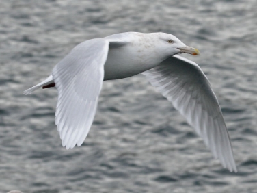 Glaucous Gull (Larus hyperboreus)