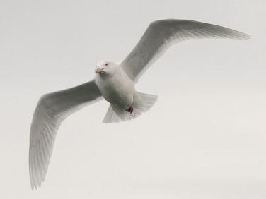 Glaucous Gull (Larus hyperboreus)