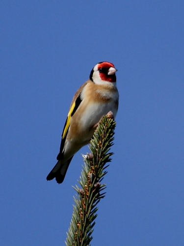 Goldfinch (Carduelis carduelis)