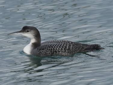 Great Northern Diver (Gavia immer)