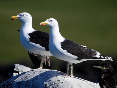 Great Black-backed Gull (Larus marinus)