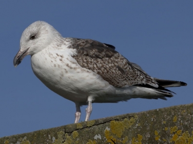 Great Black-backed Gull (Larus marinus) - 2nd winter