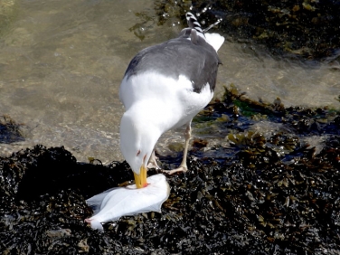 Great Black-backed Gull (Larus marinus) with Flounder