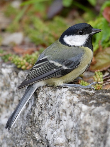 Great Tit (Parus major)