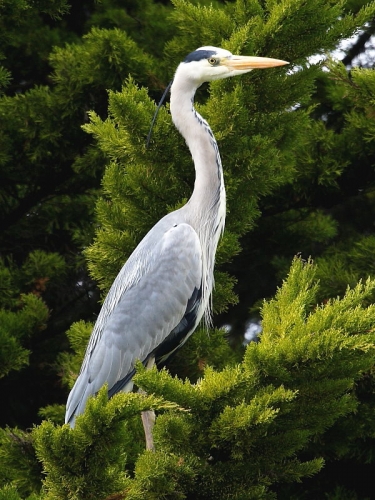 Grey Heron (Ardea cinerea)