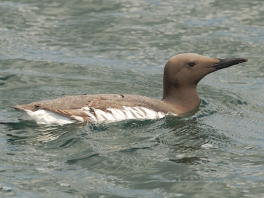 Guillemot (Uria aalge)