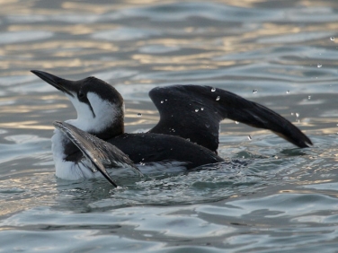 Guillemot (Uria aalge)