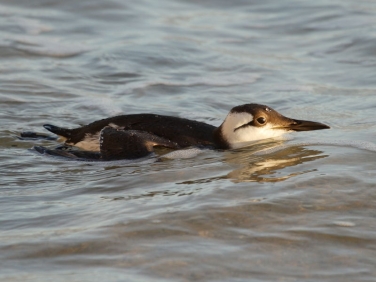 Guillemot (Uria aalge)
