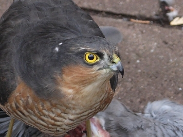 Head of male Sparrowhawk (Accipiter nicus)  © Steve Ogden