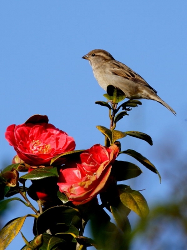 House Sparrow (Passer domesticus) - female