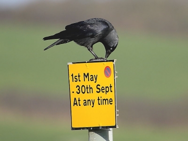 Jackdaw (Corvus monedula)