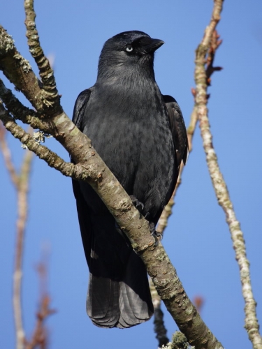 Jackdaw (Corvus monedula)