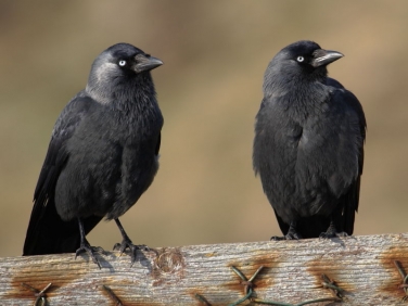 Jackdaws (Corvus monedula)