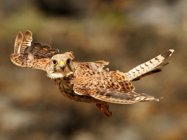 Kestrel (Falco tinnunculus) - in flight