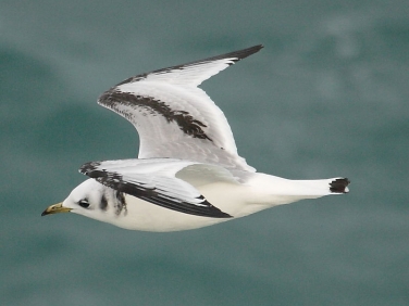 Kittiwake (Rissa tridactyla) - first winter