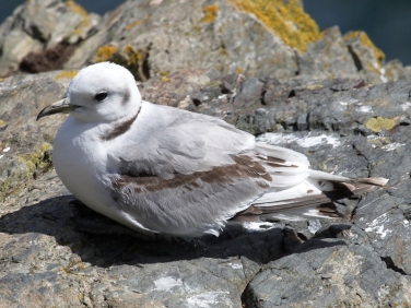 Kittiwake (Rissa tridactyla) - first winter spring